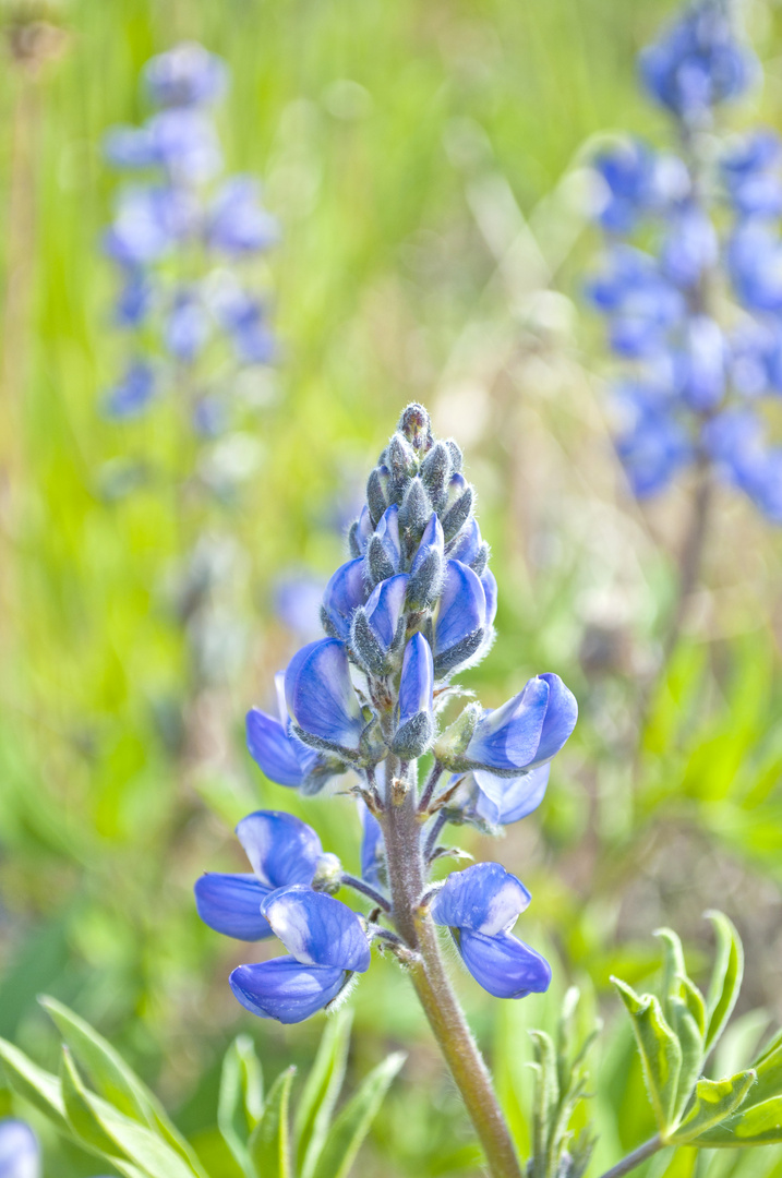 lupin