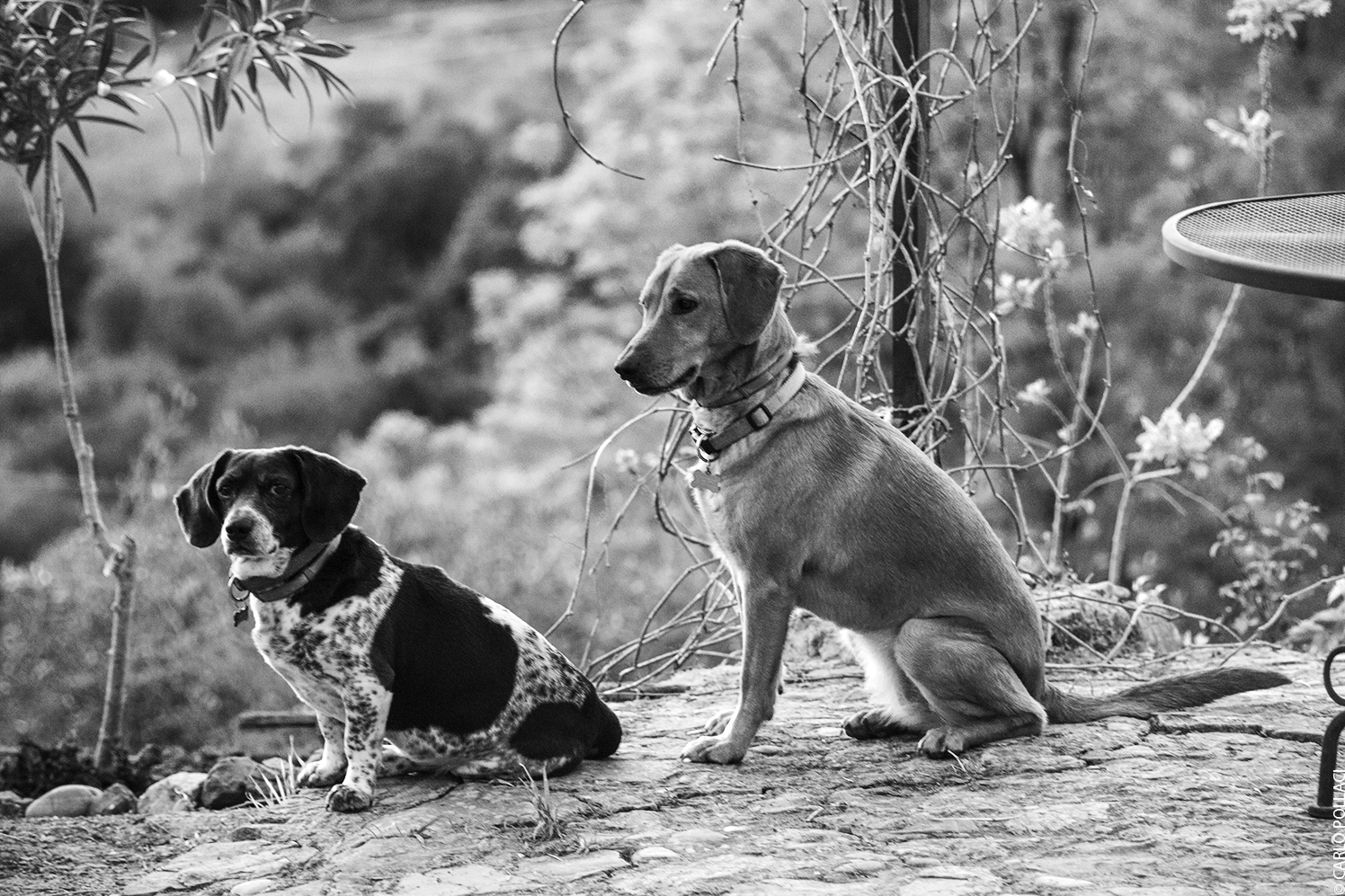 Lupin and Margot