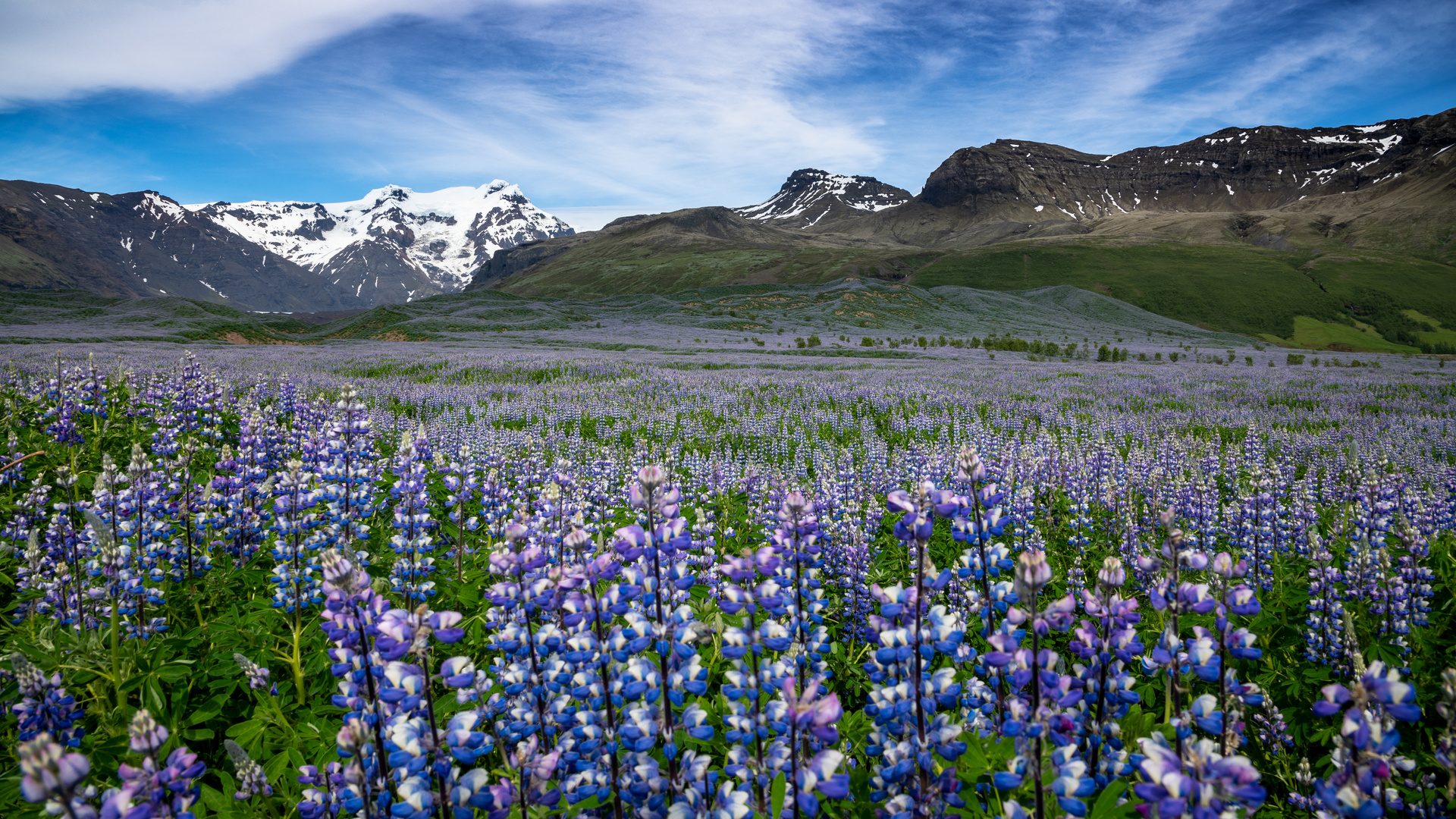 Lupin (Island)