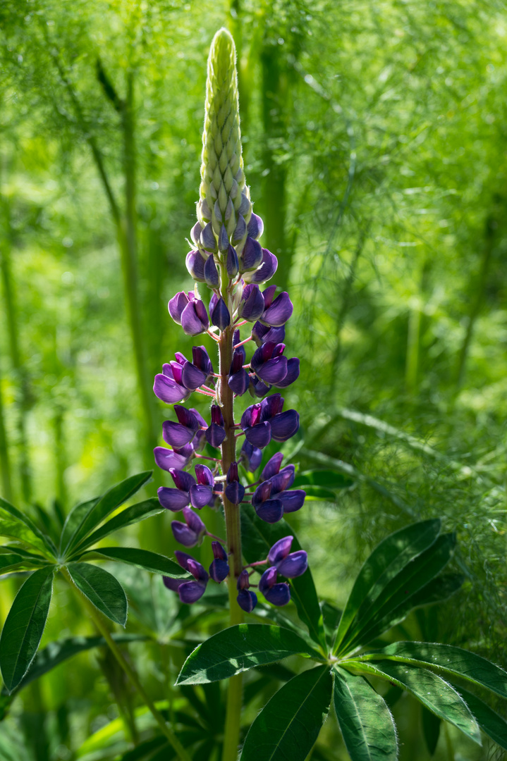 Lupinchen am Mittwoch