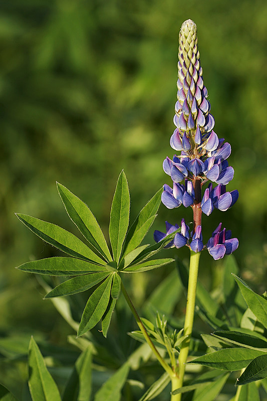 Lupine