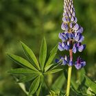 Lupine