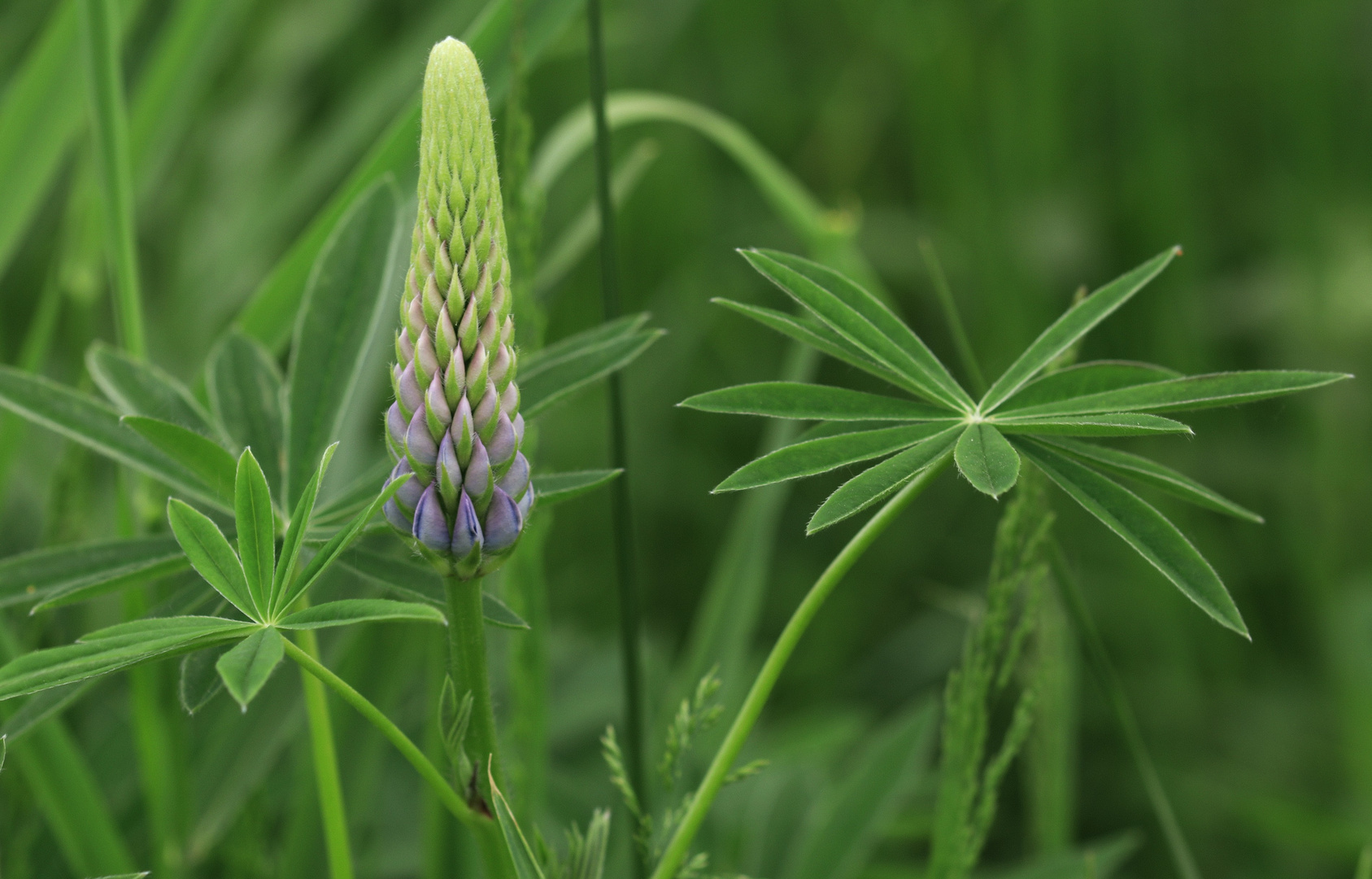 Lupine 