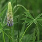 Lupine 