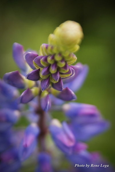 Lupine