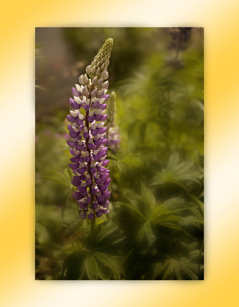 Lupine