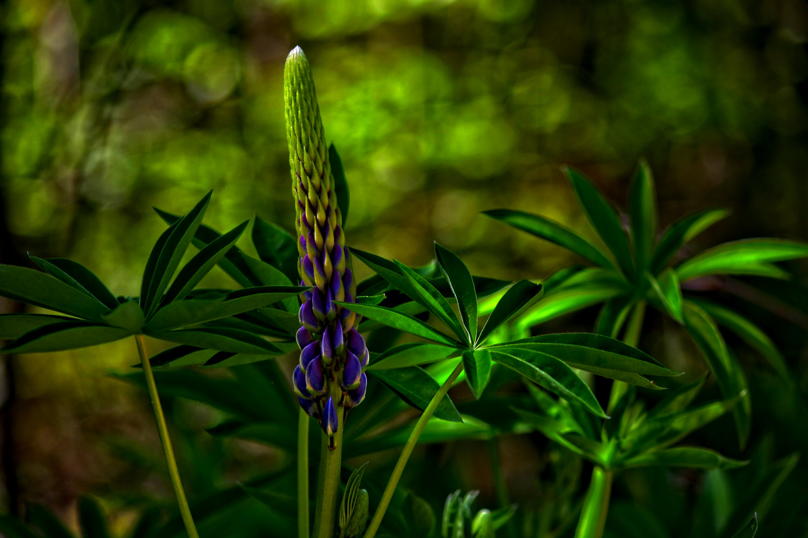 lupine