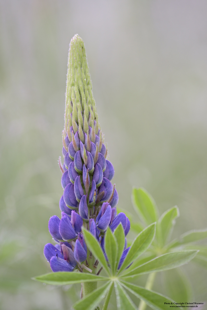 Lupine