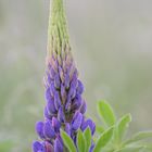 Lupine