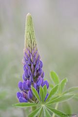 Lupine