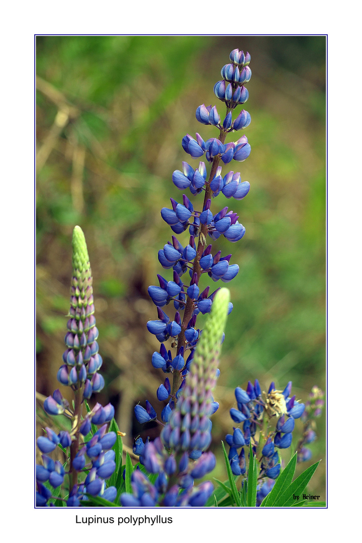 Lupine