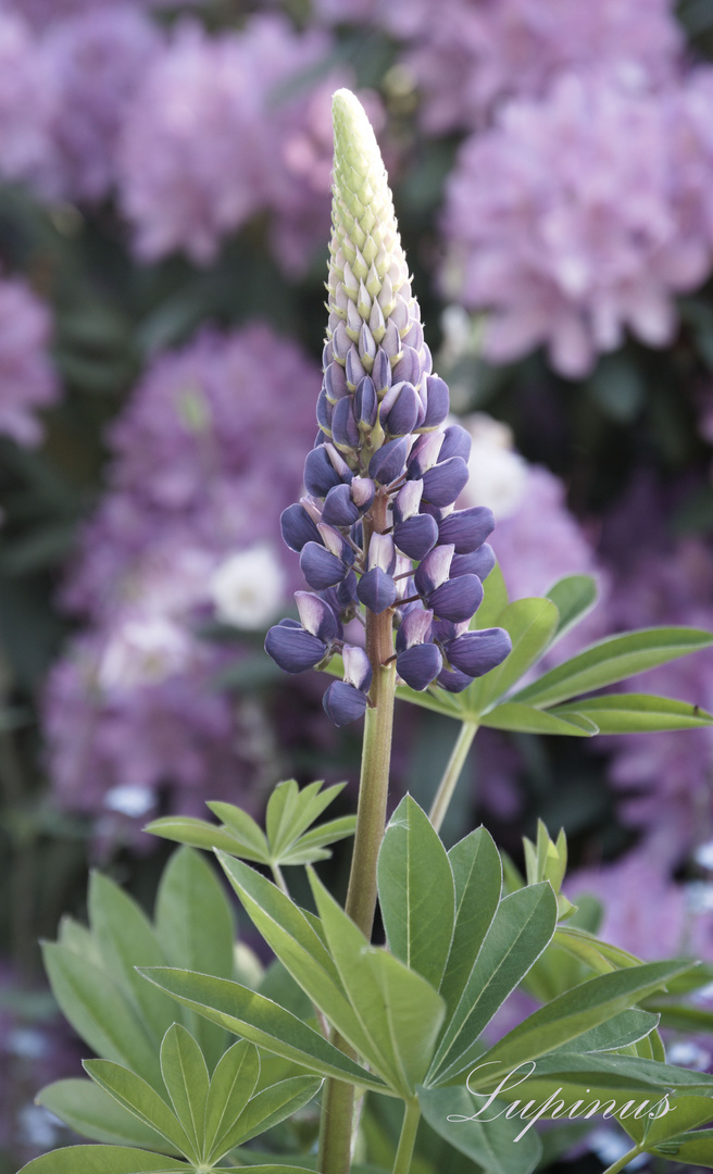 Lupine