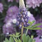 Lupine