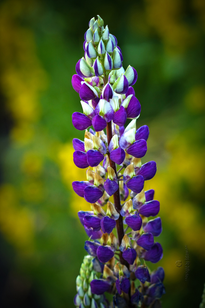 Lupine