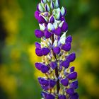 Lupine