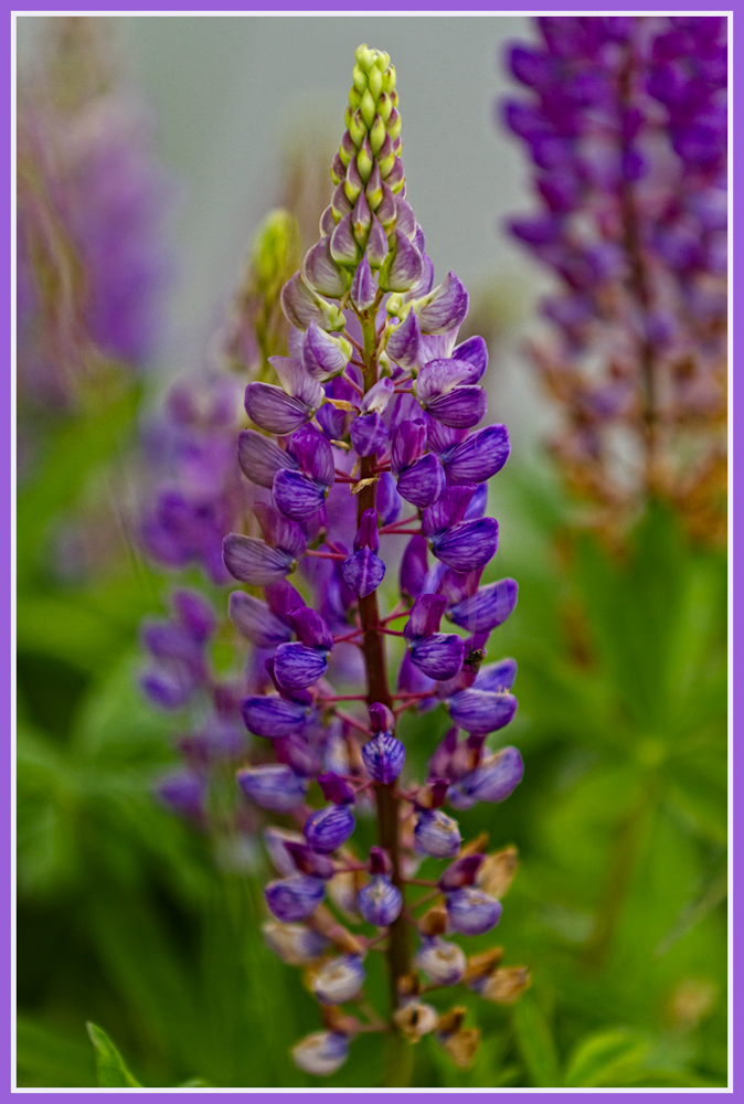 Lupine