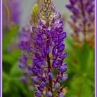 Lupine