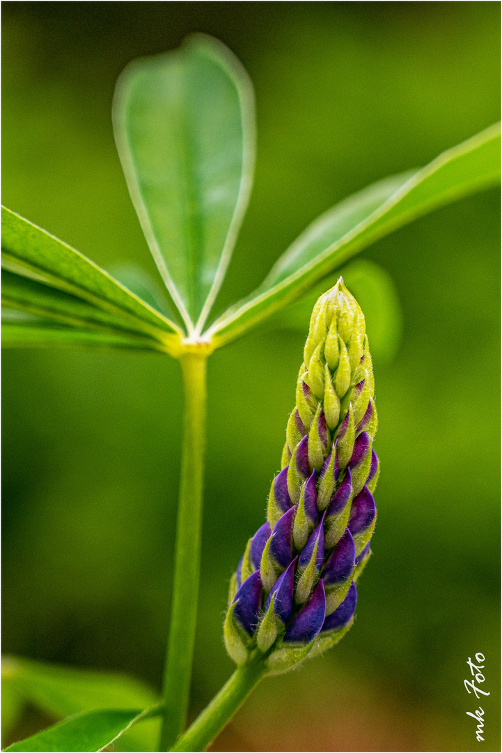 Lupine