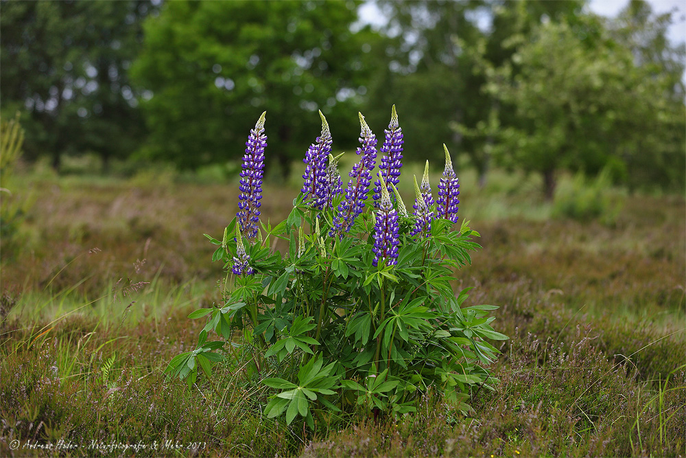 Lupine