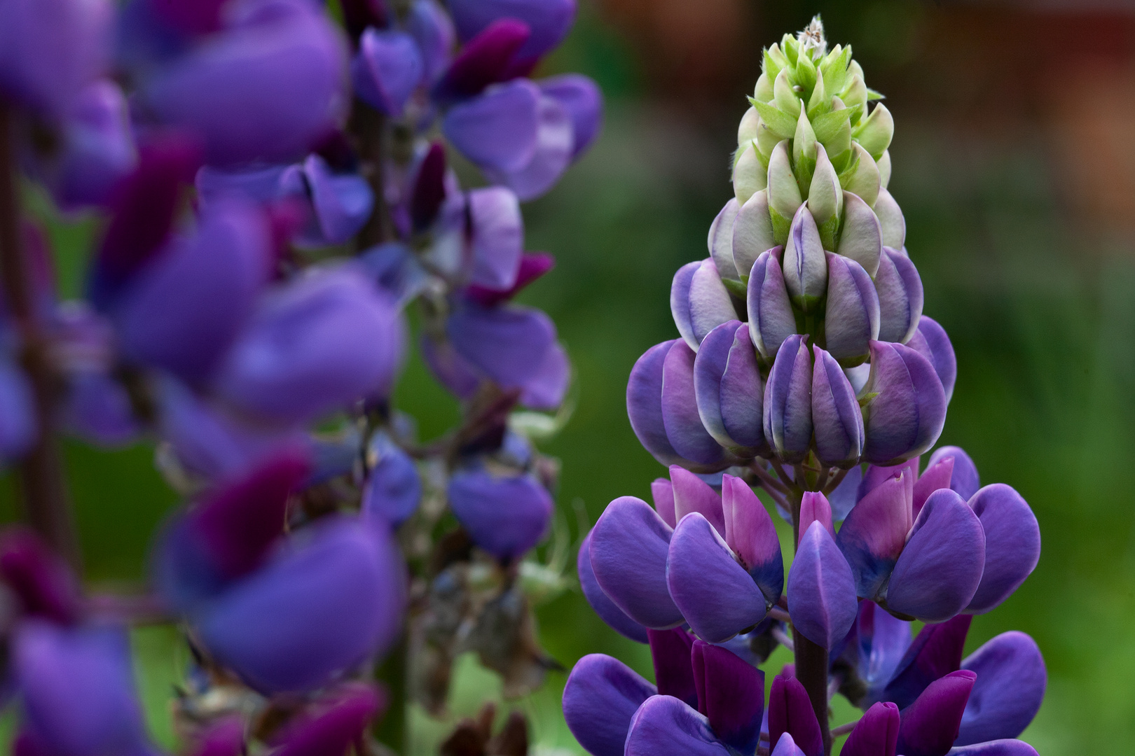 Lupine