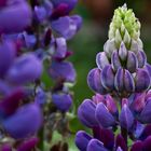 Lupine