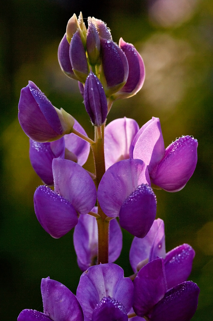 Lupine