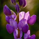 Lupine