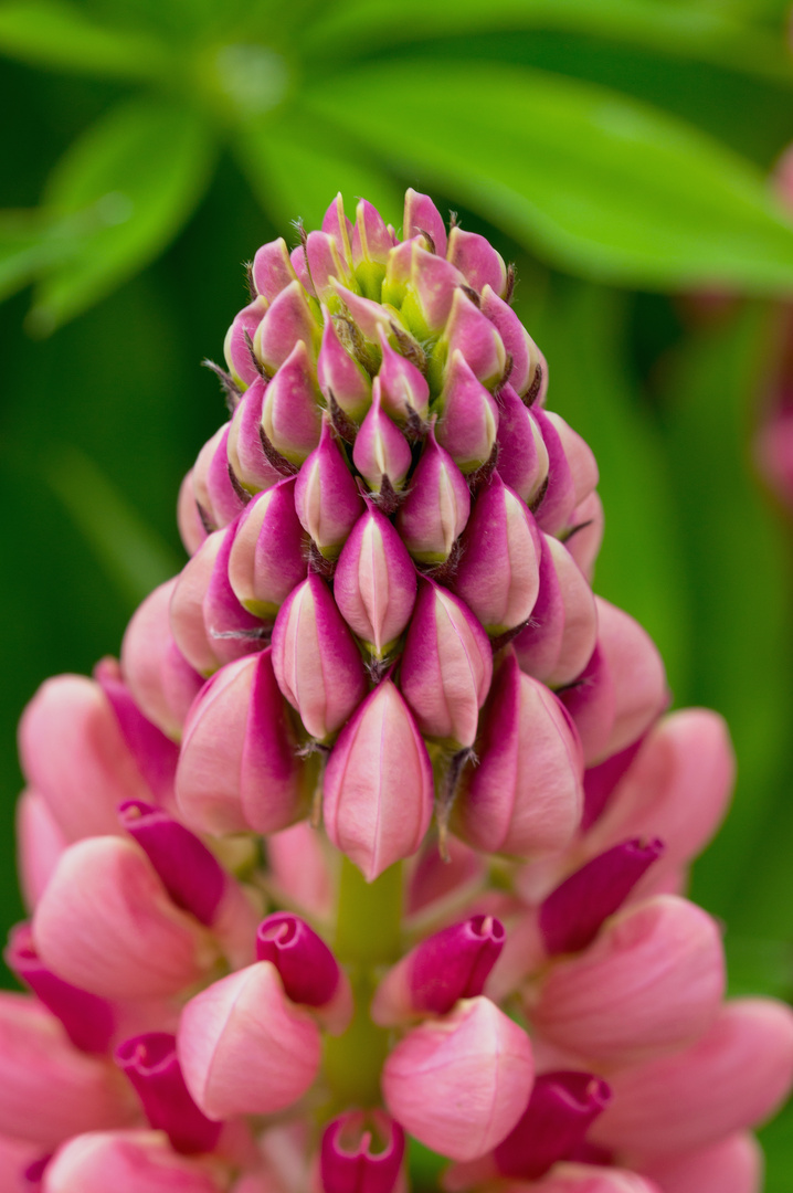 Lupine