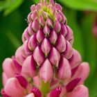 Lupine