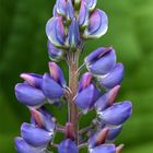 Lupine