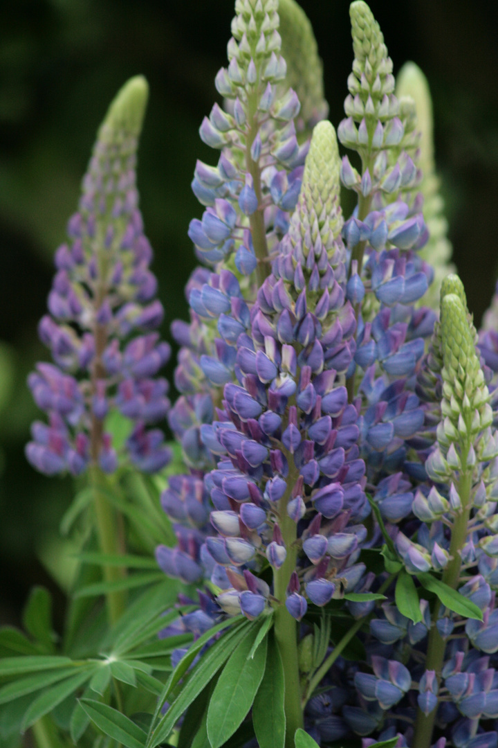 Lupine Foto & Bild pflanzen, pilze & flechten, blüten