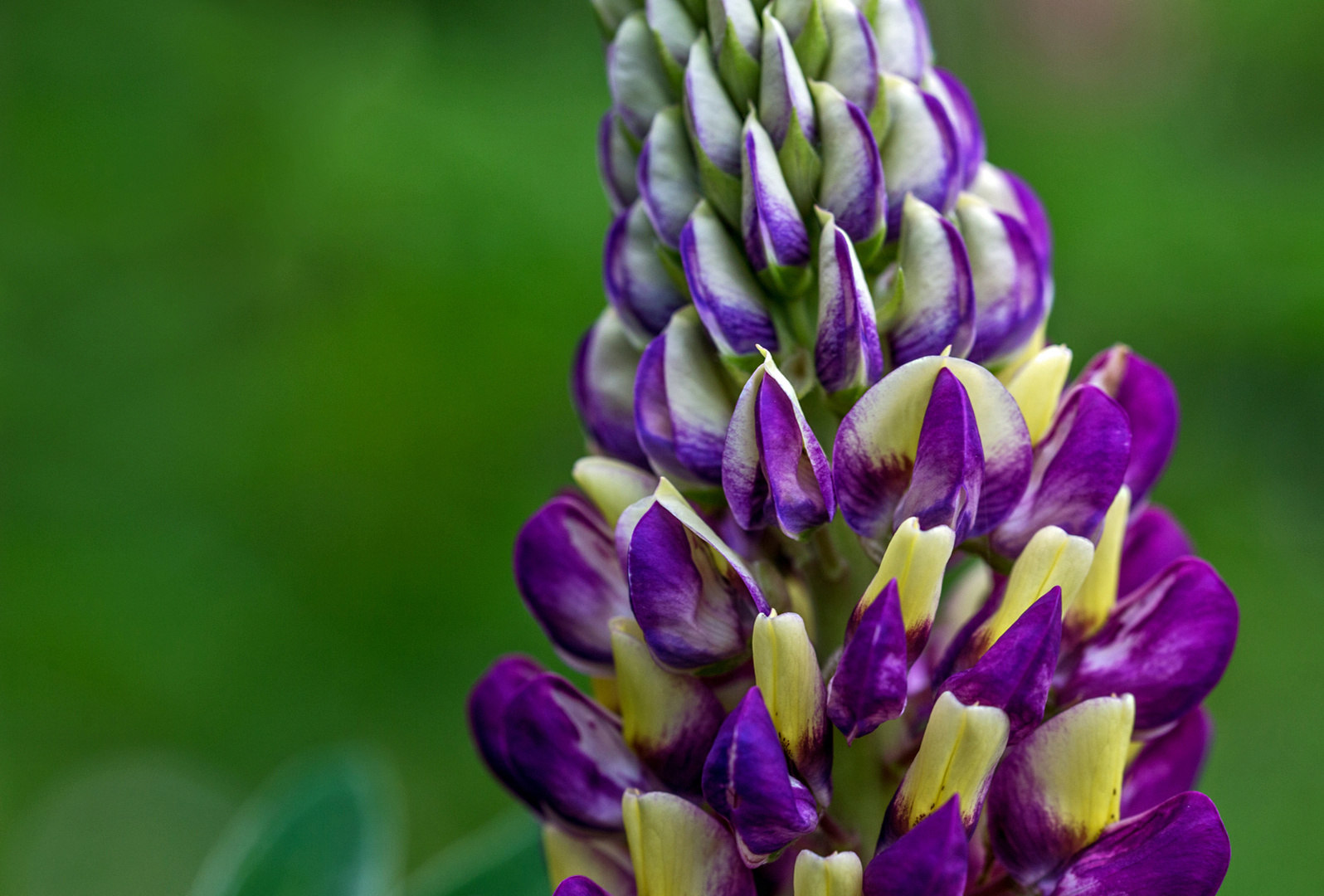 Lupine