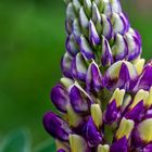 Lupine