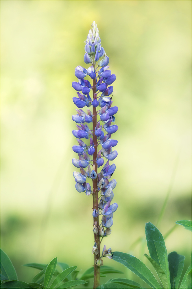 Lupine