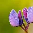 Lupine