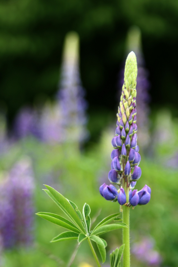 Lupine