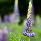 Lupine