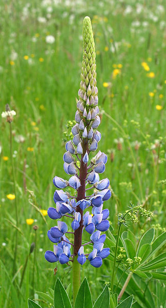 Lupine