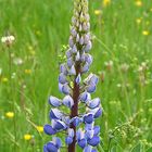 Lupine