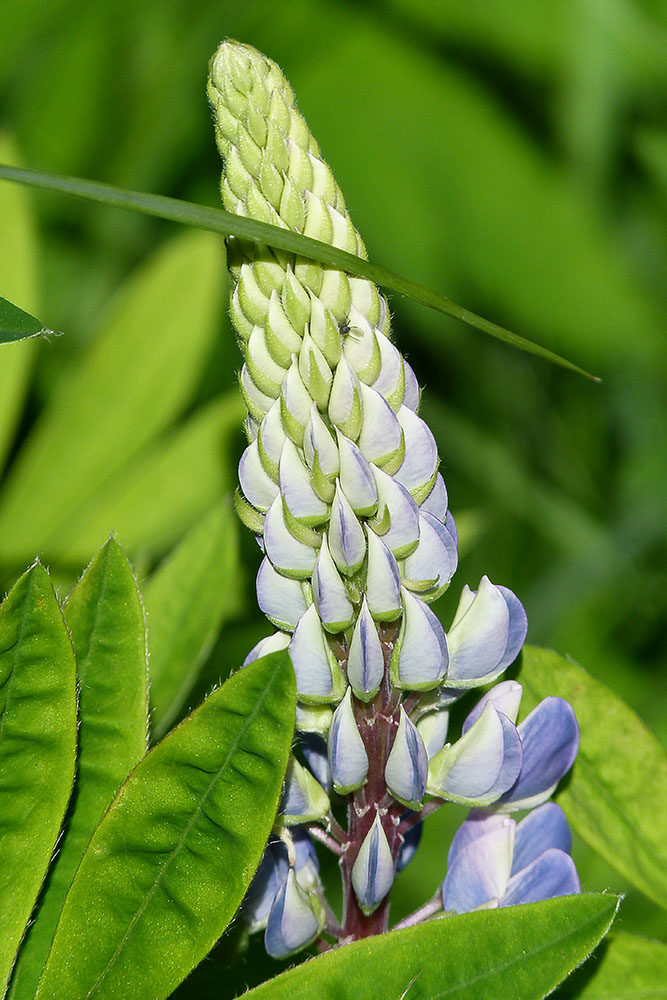 Lupine