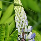 Lupine