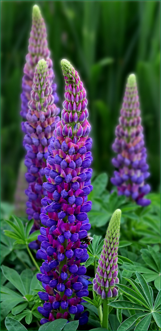 Lupine