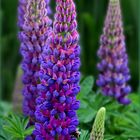 Lupine