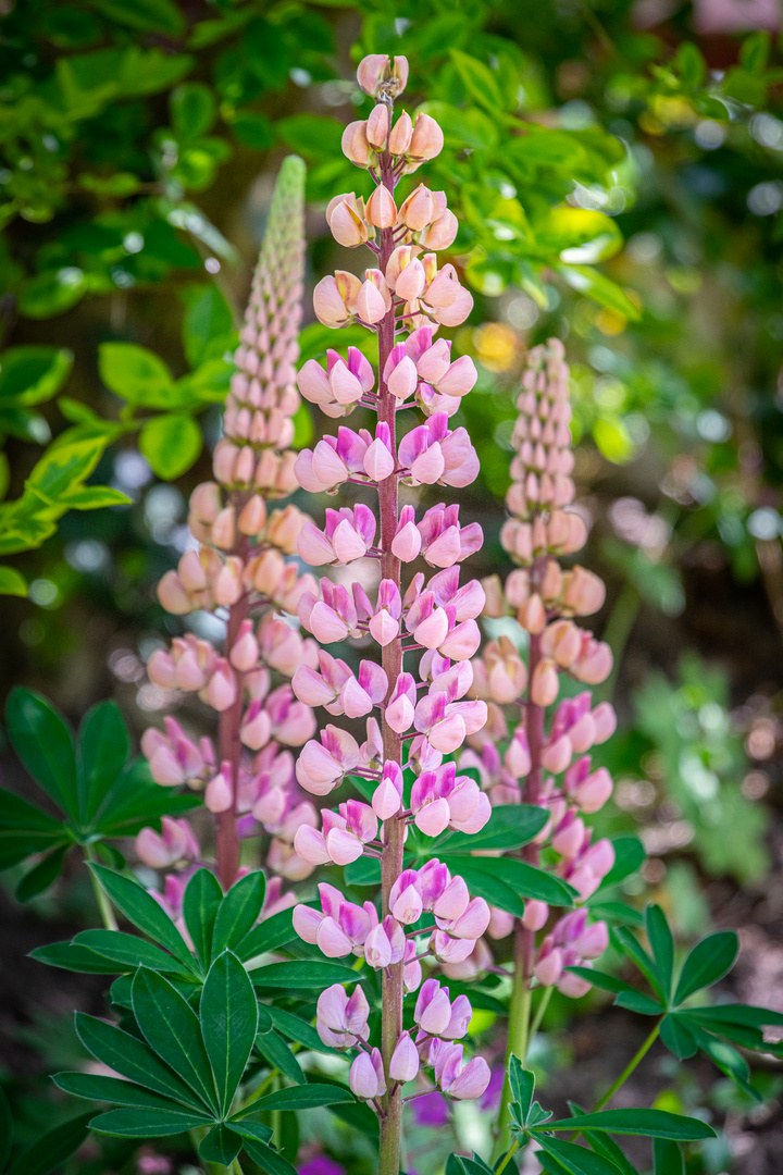 Lupine