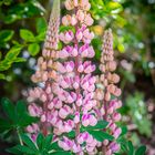 Lupine