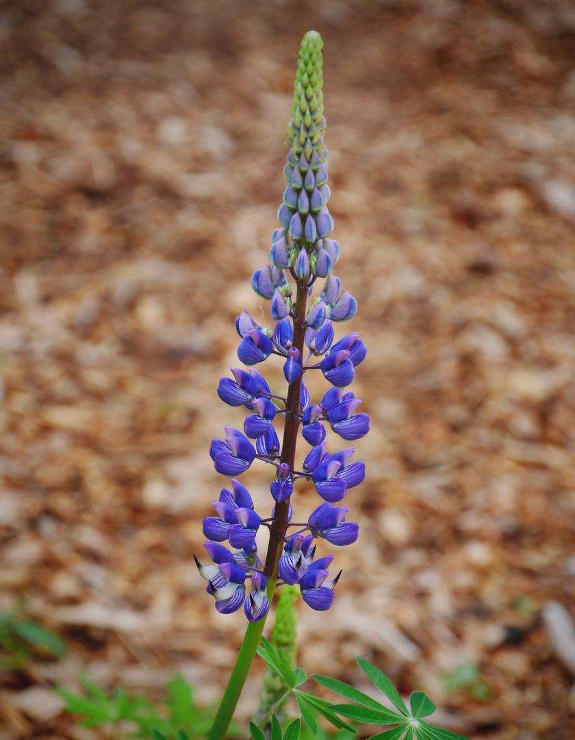 Lupine