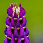 Lupine