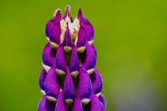 Lupine