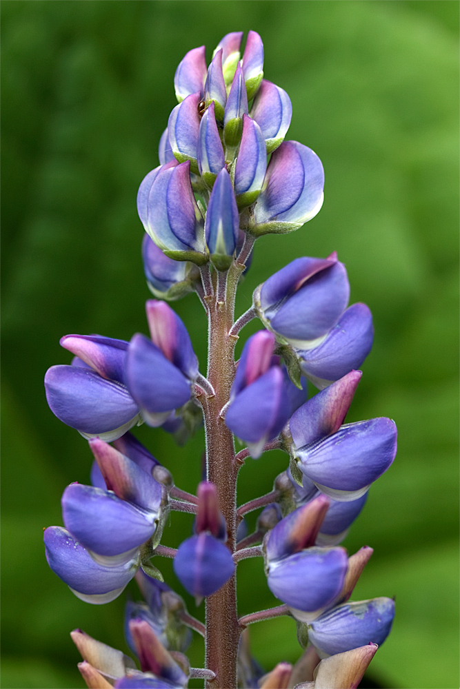 Lupine