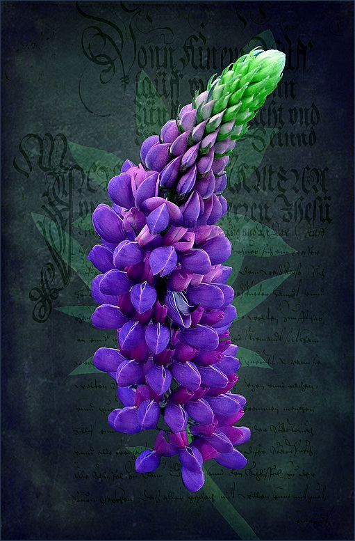 Lupine